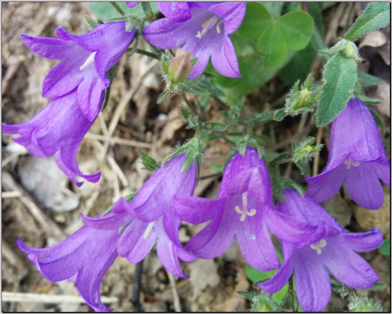 Campanula sibirica / Campanula siberiana